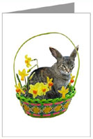 easter cat in basket of daffodils card at cafepress