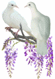 doves in wisteria
