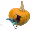 animated gif of jay eating a spider neara pumpkin