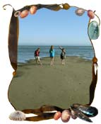 shells on kelp custom frame