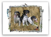 zazzle photocards