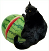 cat with watermelon