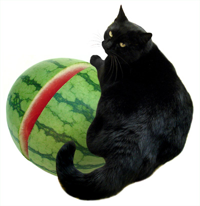cat watermelon