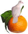 dove on tangerine
