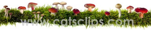 mossy branch with mushrooms border