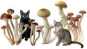 mushroom cats