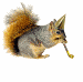 party squirrel