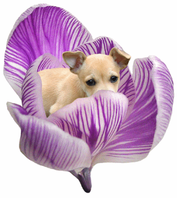 puppy flower
