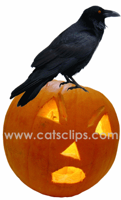 raven on jack-o-lantern animated gif