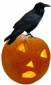 raven on jack-o-lantern animated gif