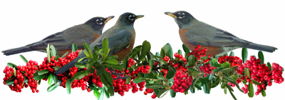 robins eating berries