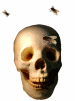 skull with flies animated gif