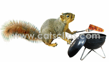 squirrel BBQing corn animated GIF