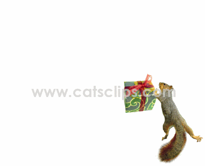 squirrel with present