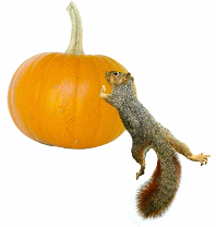 Squirrel Rolling Pumpkin animated gif from Cat's Clips.