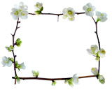 white quince flower border