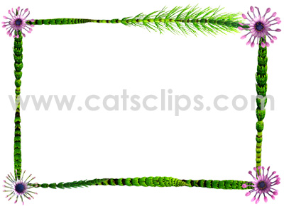 horsetail flower border
